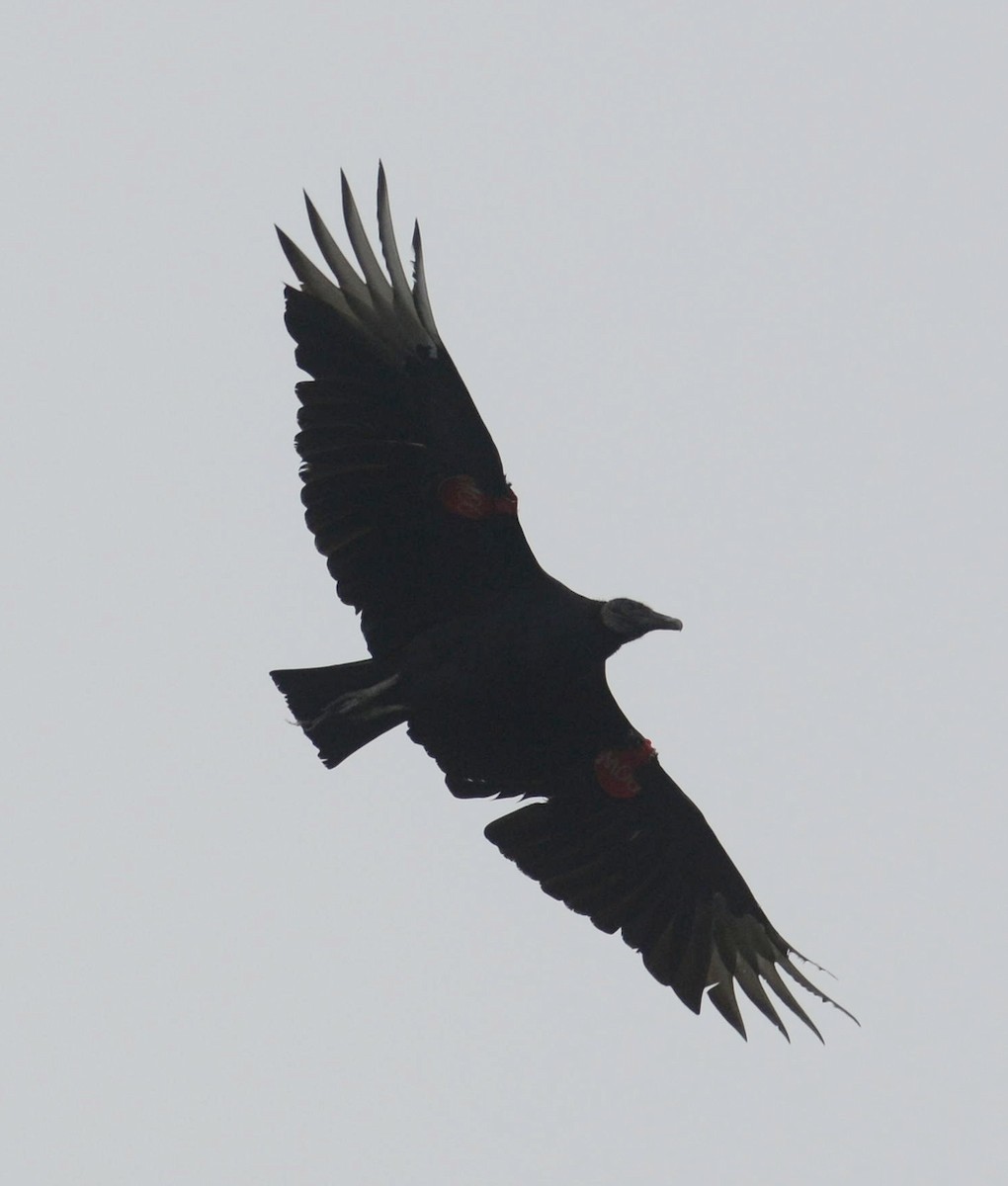 Black Vulture - ML609949929