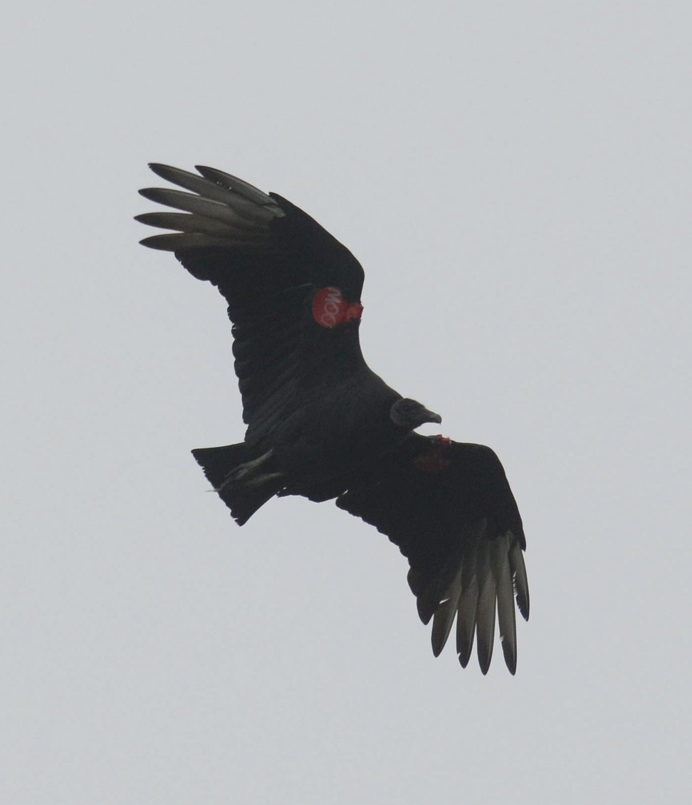 Black Vulture - ML609949930