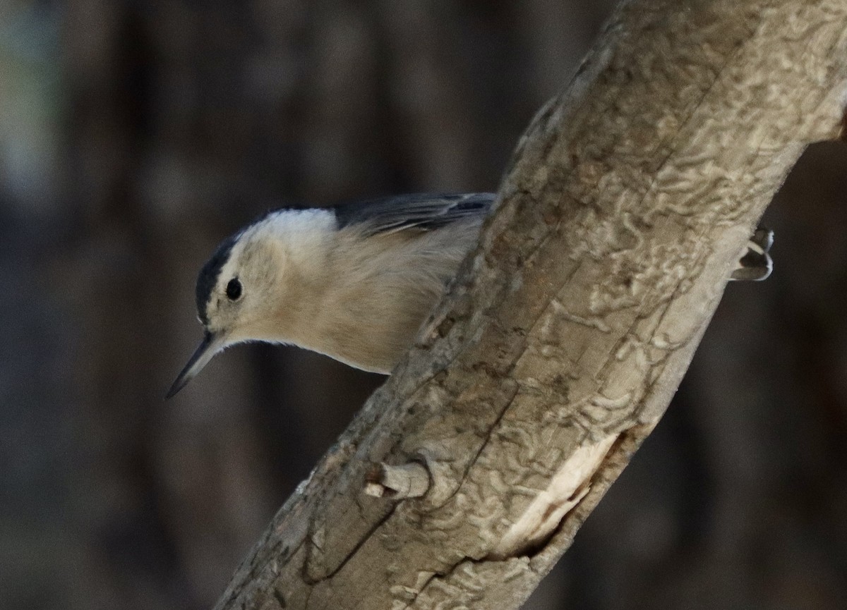 White-breasted Nuthatch - Kevin Long