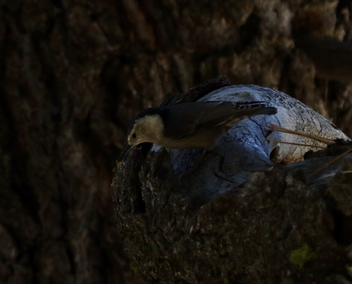 White-breasted Nuthatch - Kevin Long