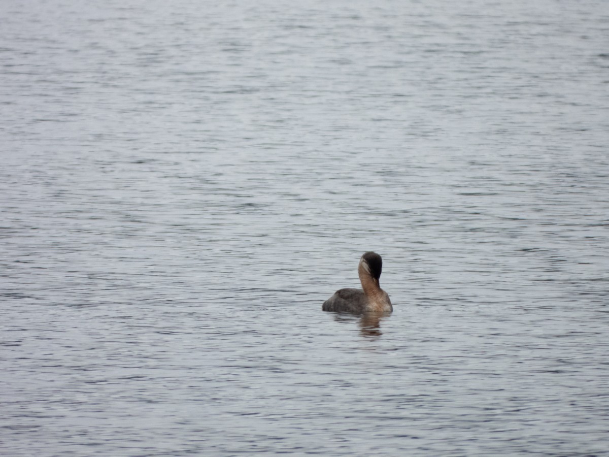 Red-necked Grebe - ML609950832