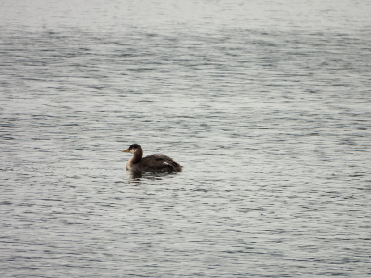 Red-necked Grebe - ML609950833