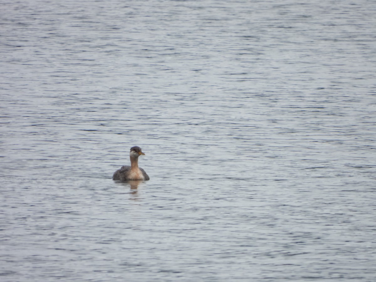 Red-necked Grebe - ML609950834