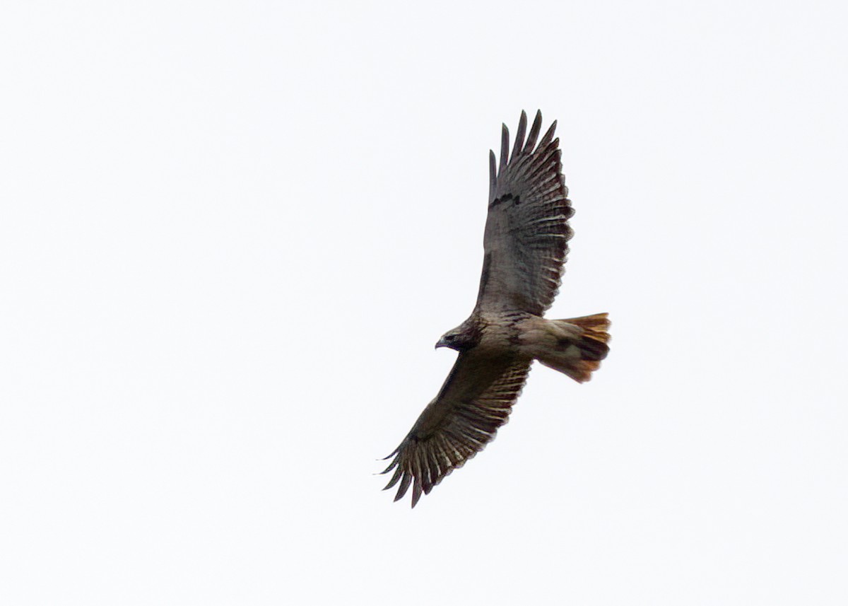 Red-tailed Hawk - ML609951367