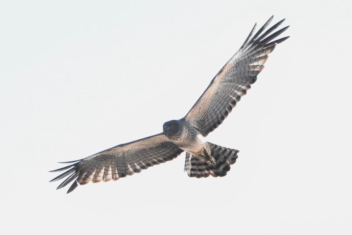 Spotted Harrier - ML609951689