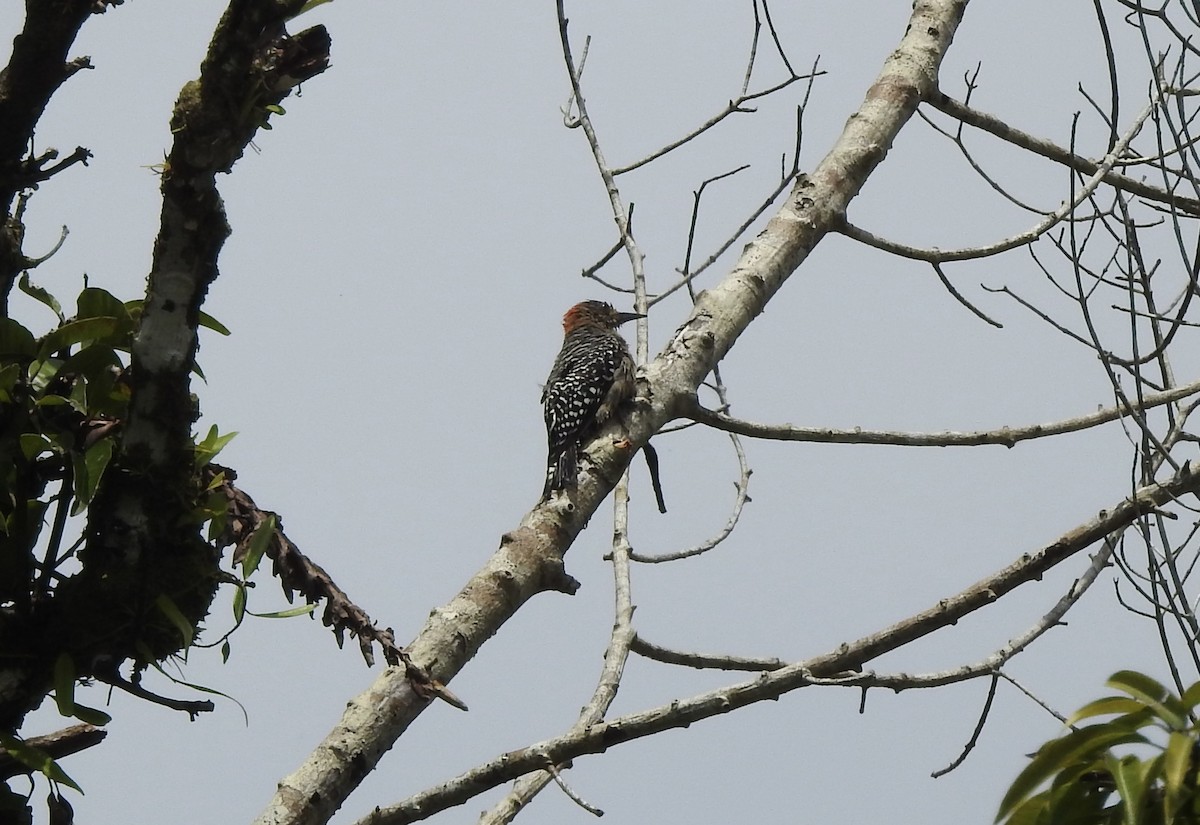 Red-crowned Woodpecker - ML609951946