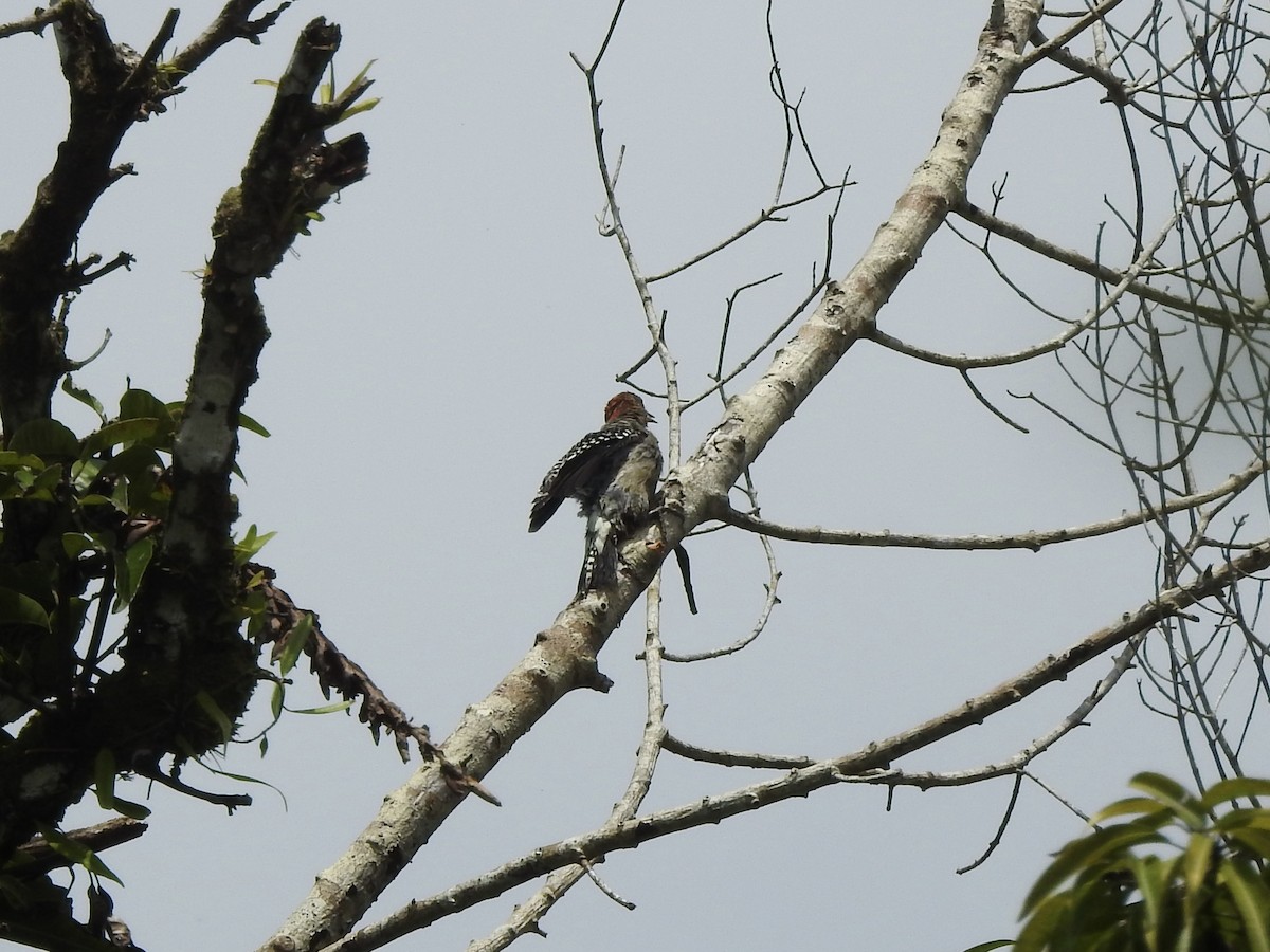 Red-crowned Woodpecker - ML609951947