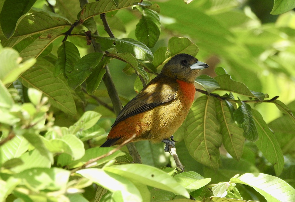 Scarlet-rumped Tanager - ML609952072