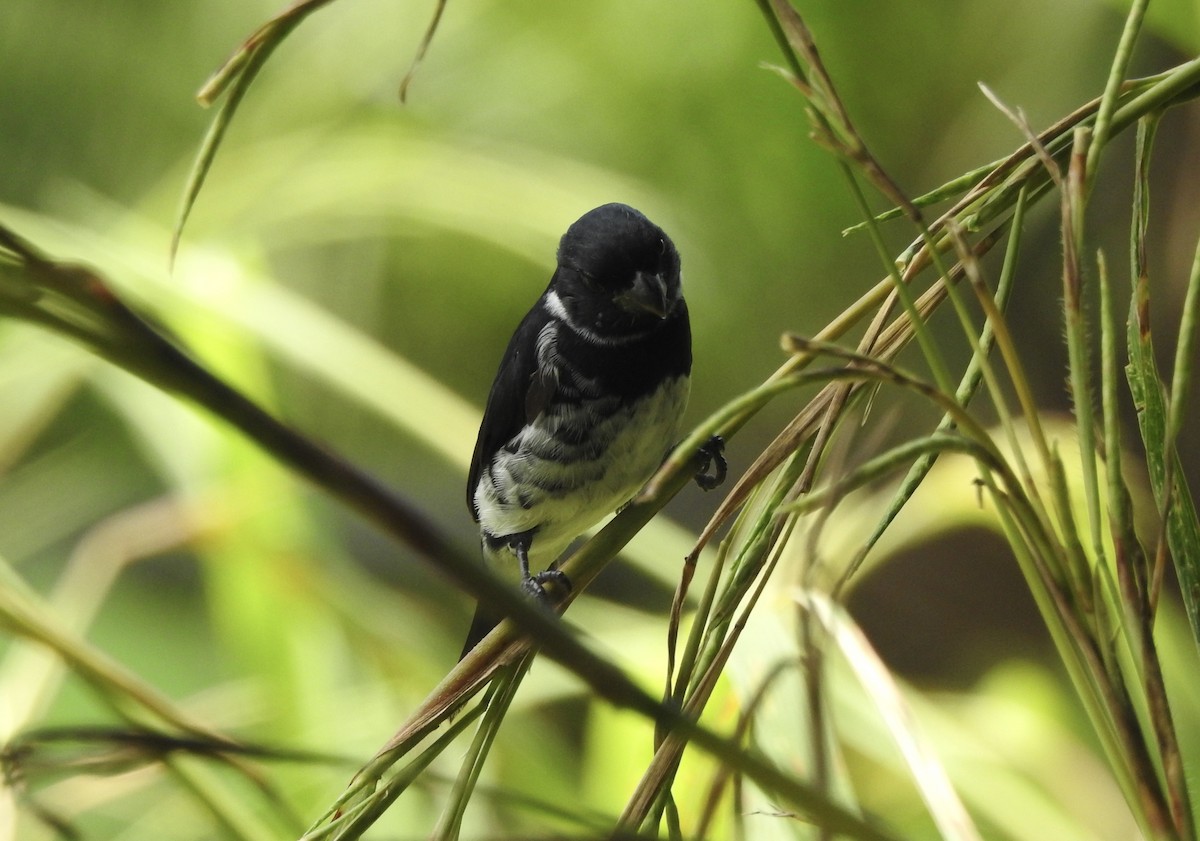 Variable Seedeater - ML609952096