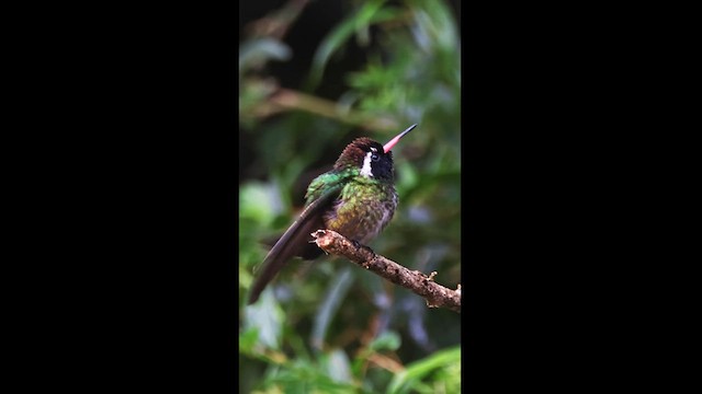 White-eared Hummingbird - ML609952481