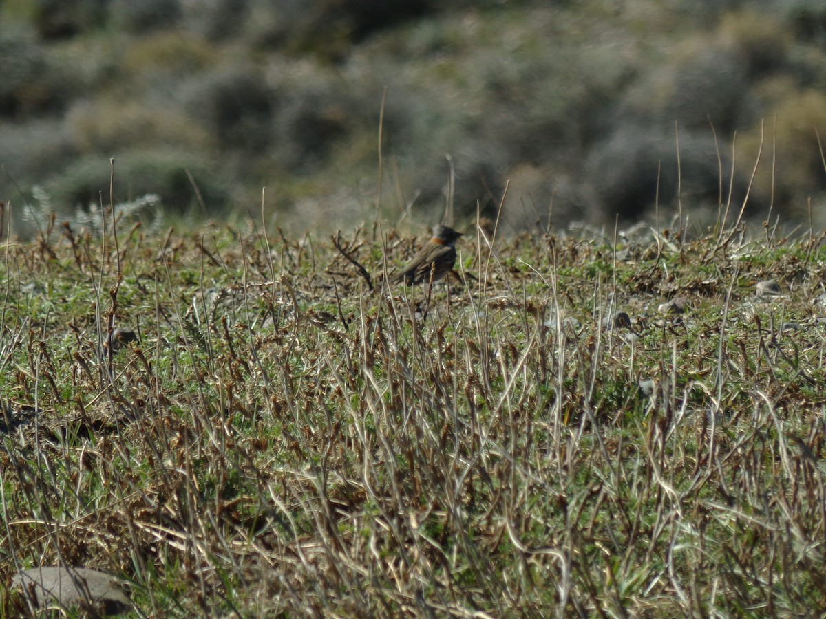 Rufous-collared Sparrow - ML609952878