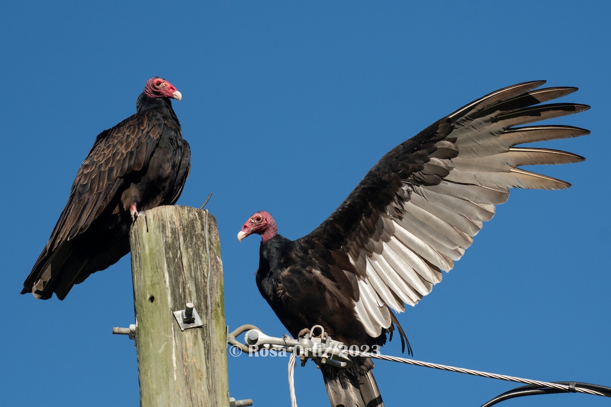Turkey Vulture - Rosa Ortiz