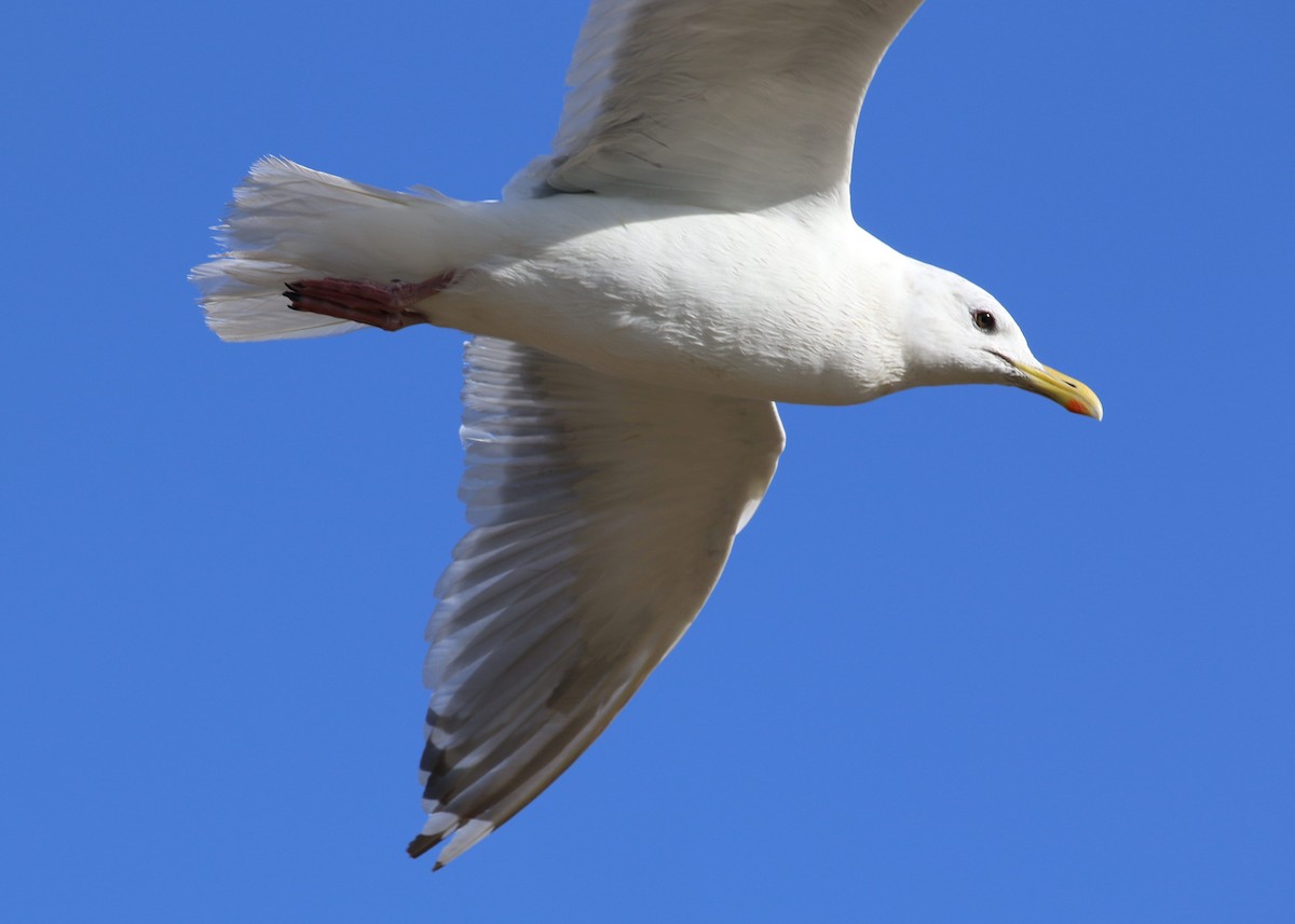 Iceland Gull (Thayer's) - Tracy McCarthey