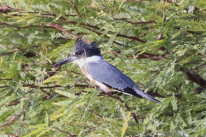 Belted Kingfisher - ML609953097