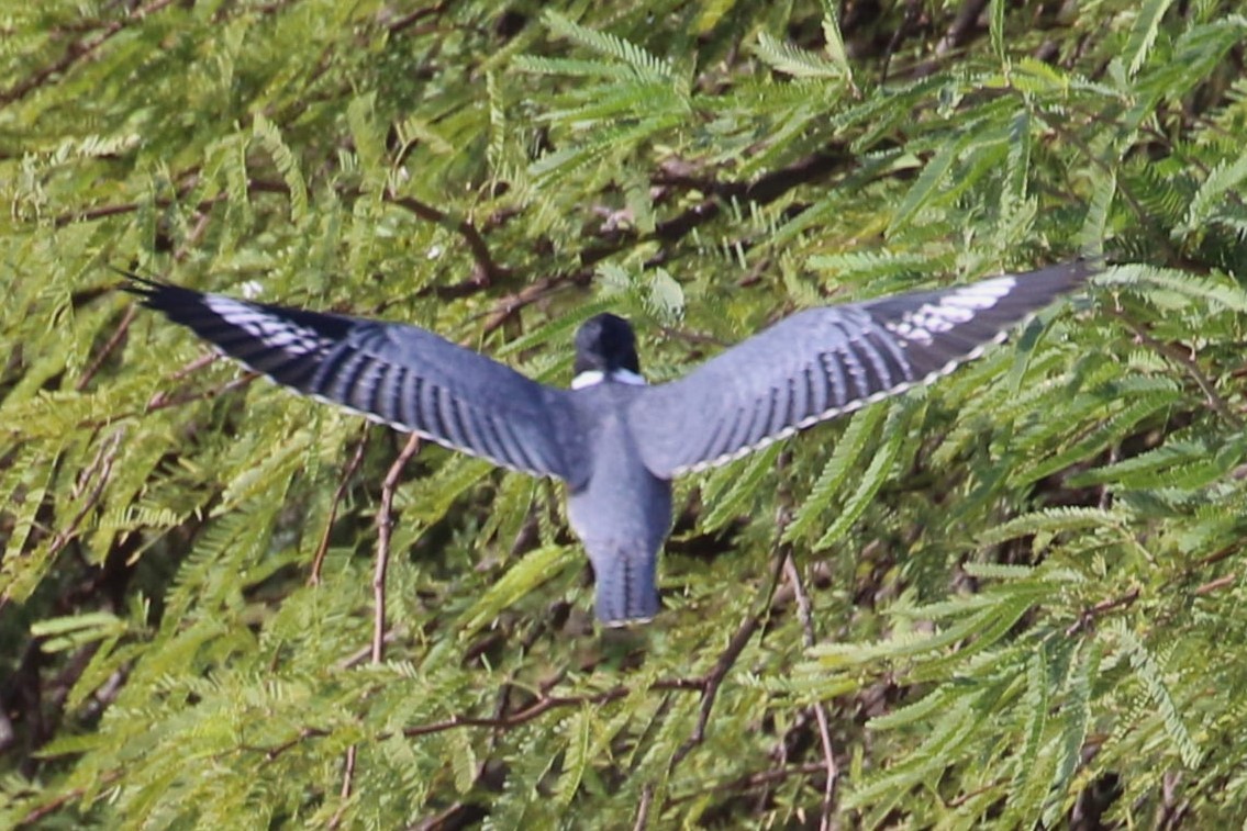 Belted Kingfisher - ML609953101