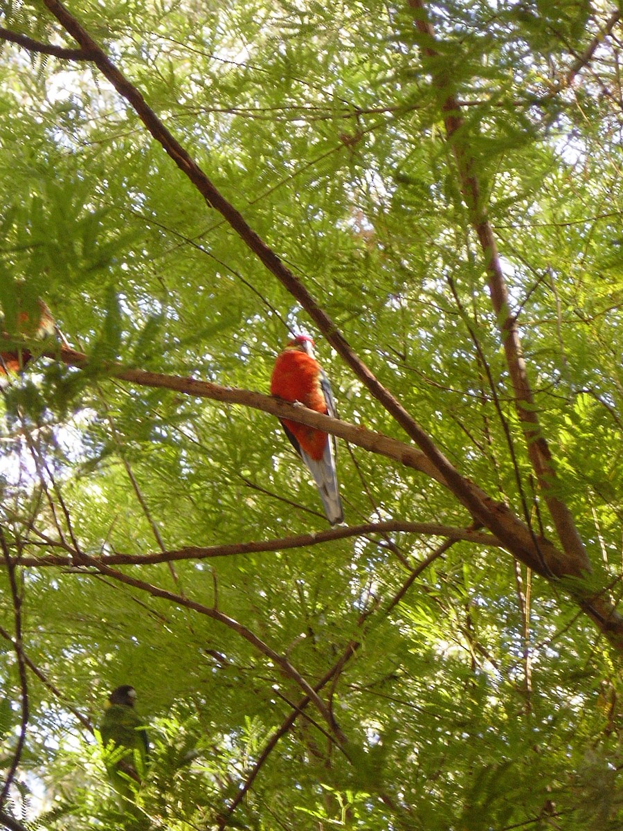 Воротничковый попугай (semitorquatus) - ML609953129