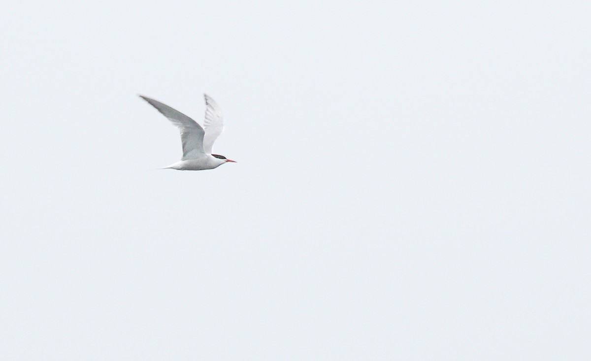 Common Tern - Ryan Schain