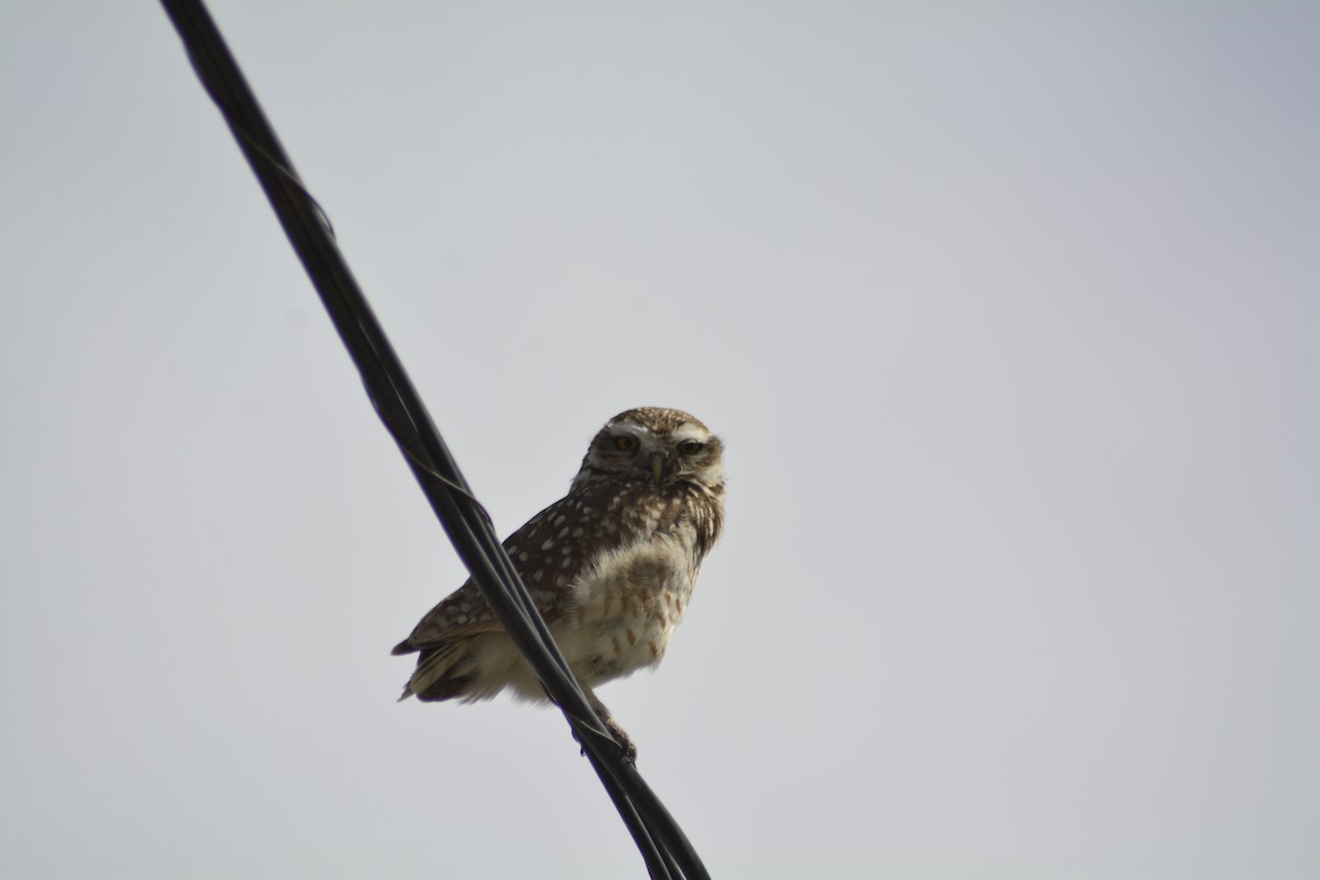 Burrowing Owl - ML609953472
