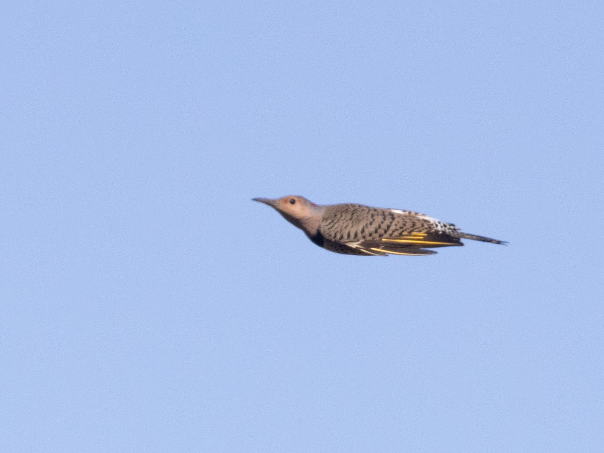 Northern Flicker (Yellow-shafted) - ML609953614