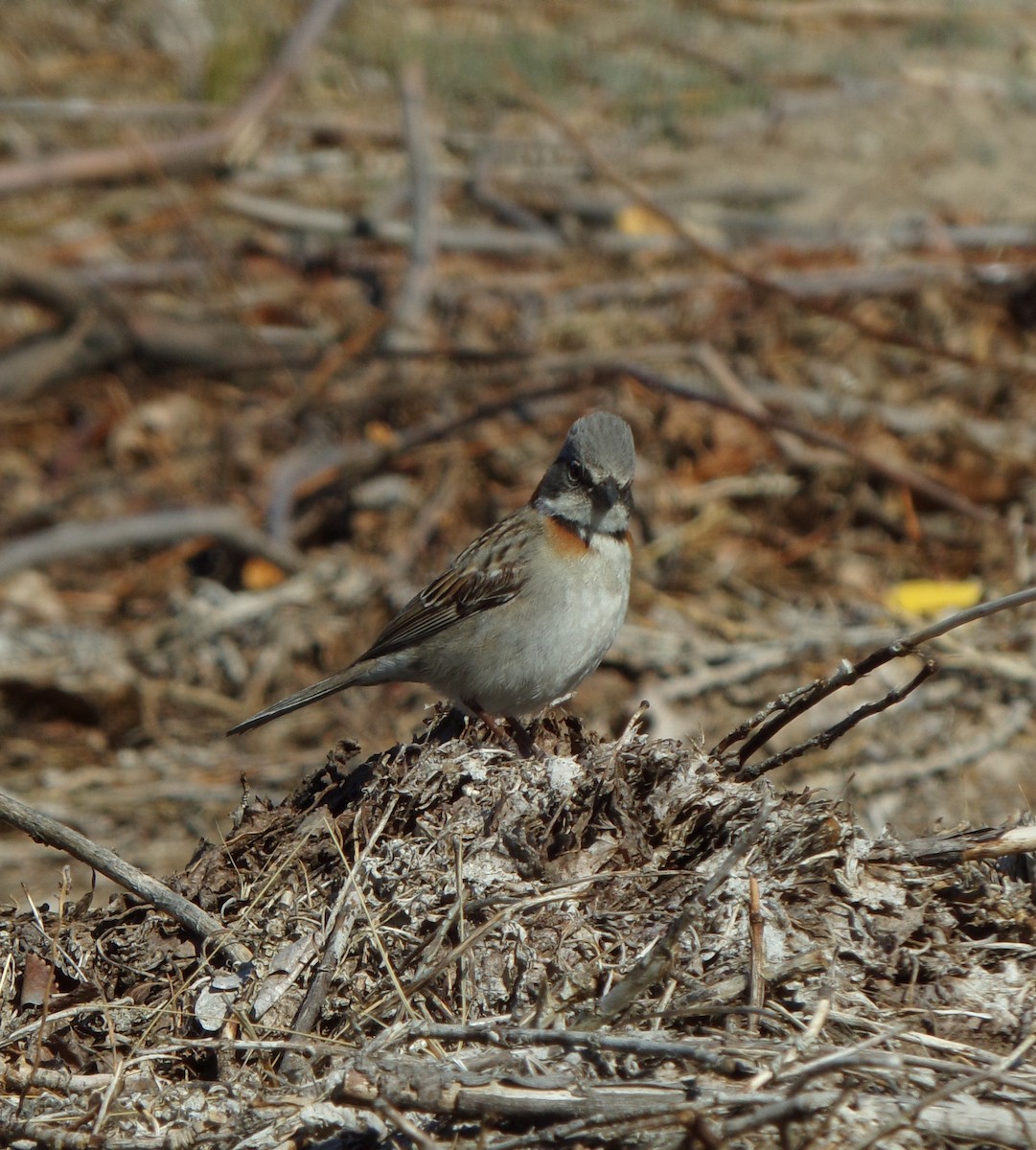 Rufous-collared Sparrow - ML609953679