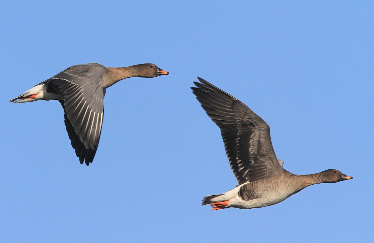 Tundra Bean-Goose - ML60995381