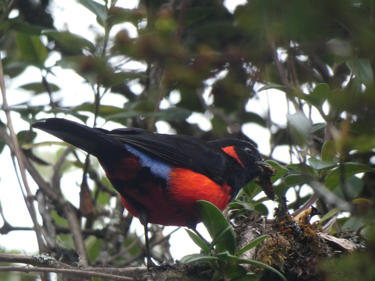Scarlet-bellied Mountain Tanager - ML609953865
