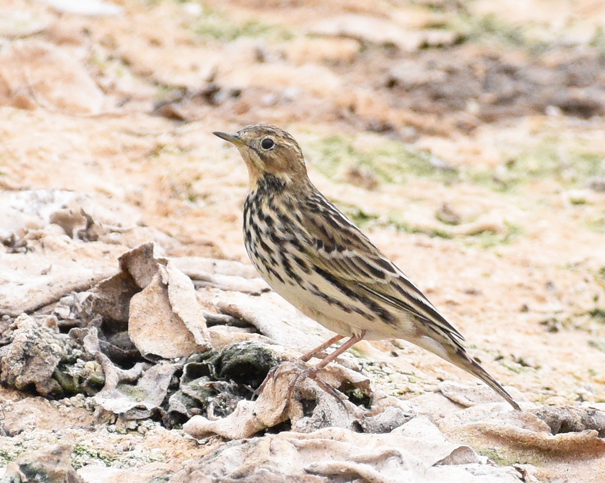 Red-throated Pipit - ML609954369