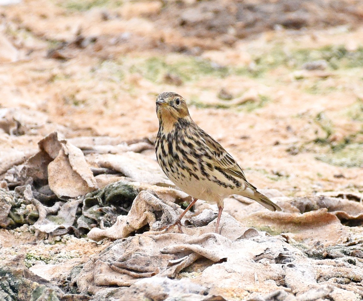 Red-throated Pipit - Steven Mlodinow