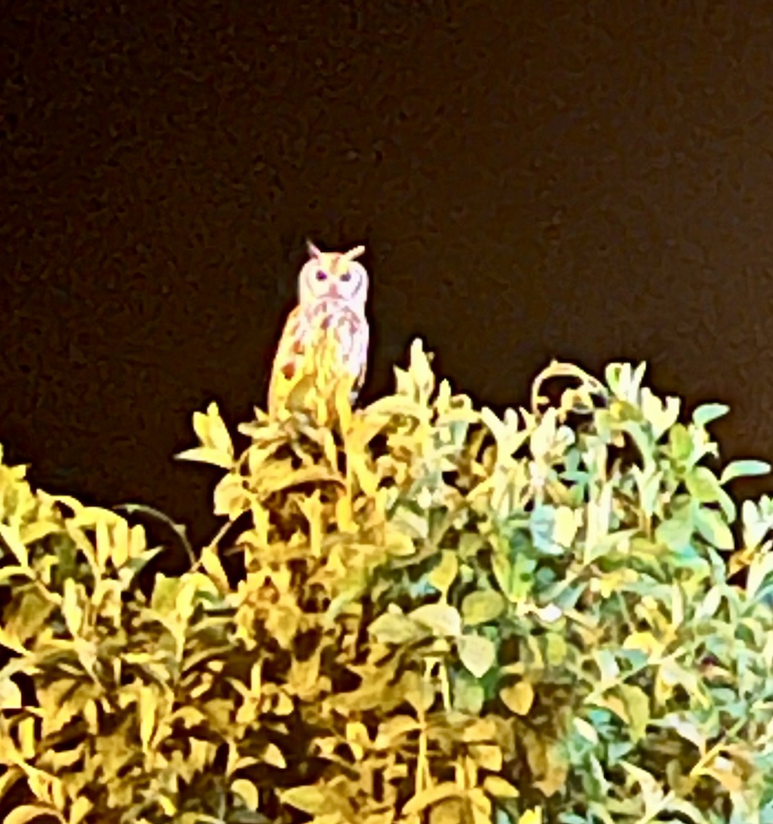 Striped Owl - ML609954886