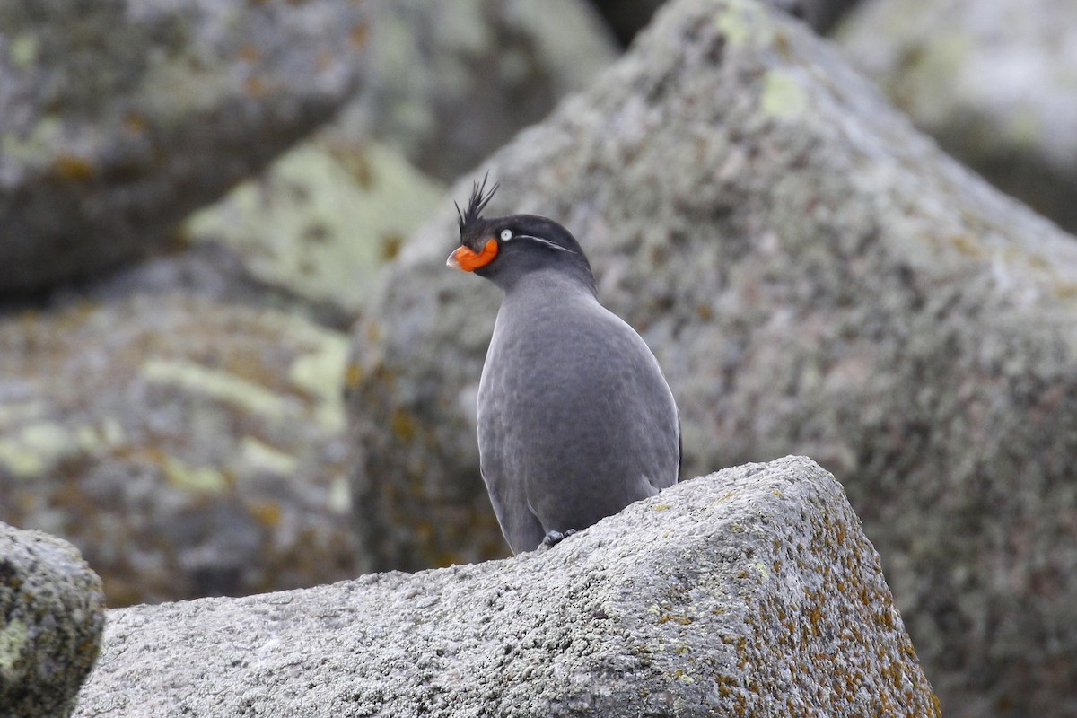Crested Auklet - ML60995491