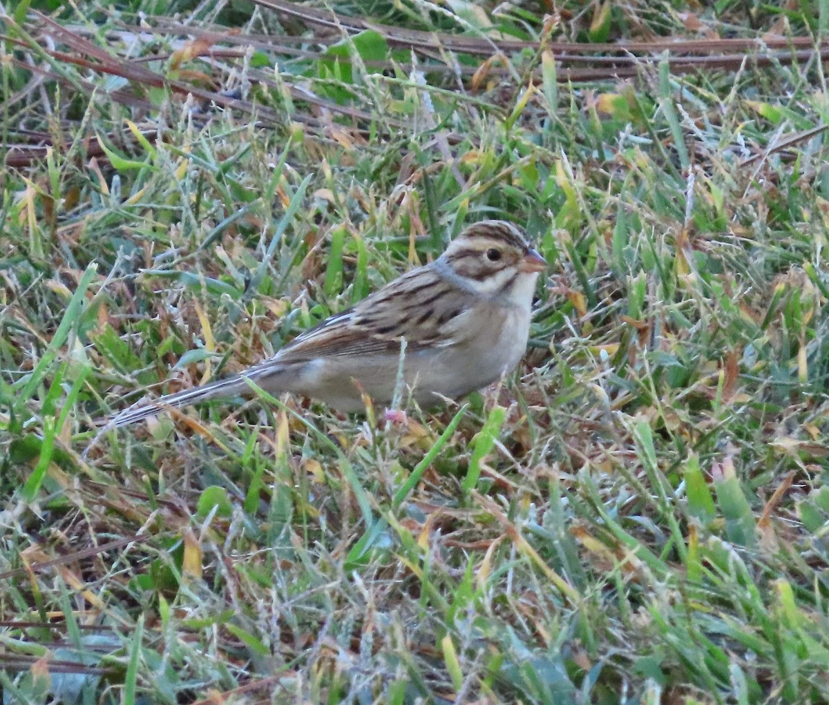 Clay-colored Sparrow - ML609954986