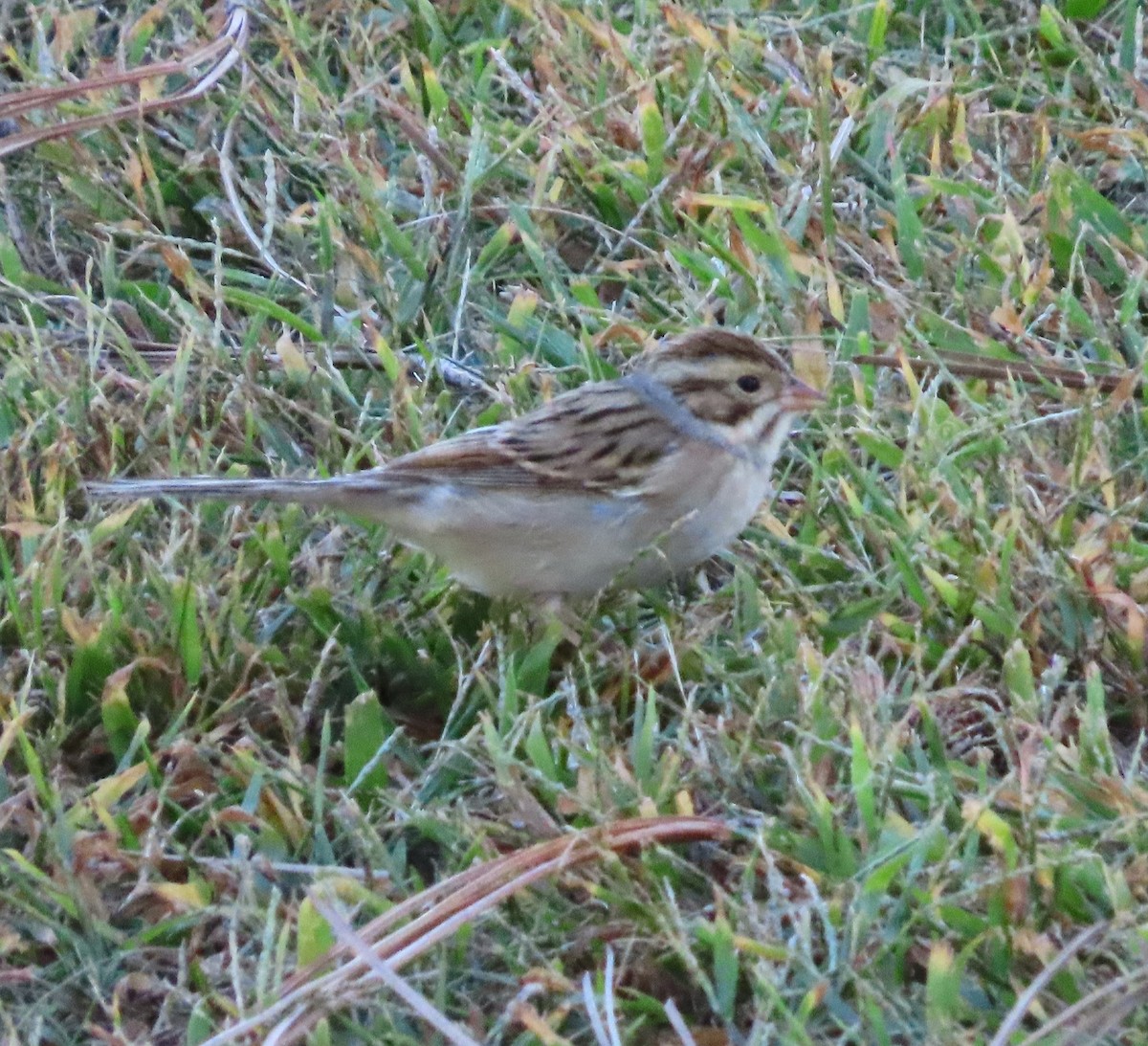 Clay-colored Sparrow - ML609954988