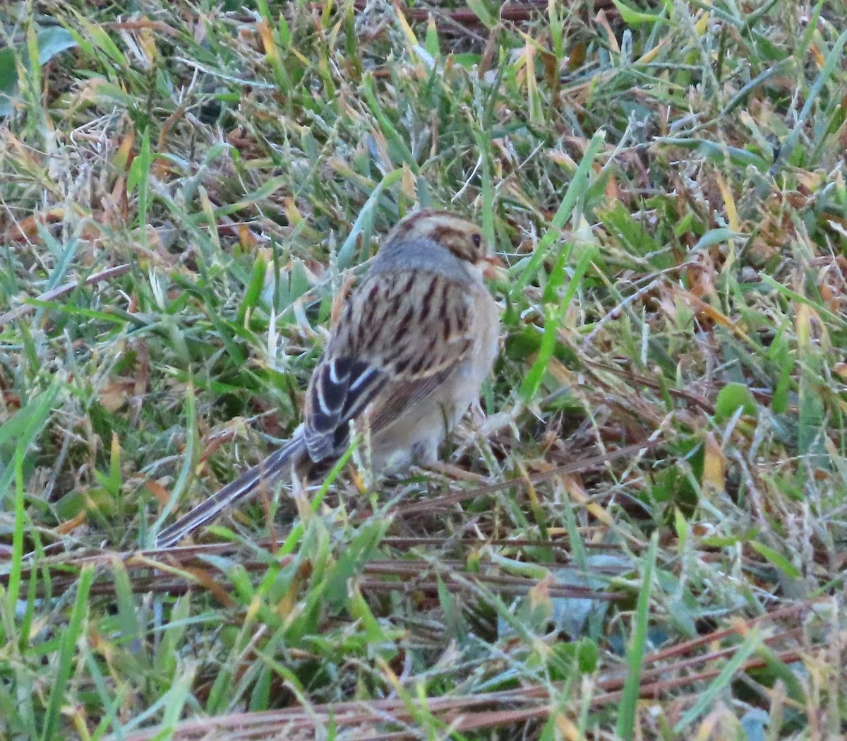 Clay-colored Sparrow - ML609954992