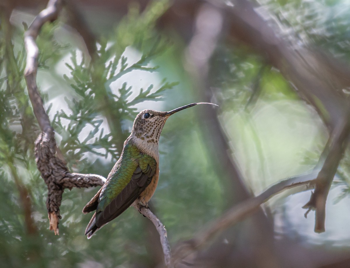 Broad-tailed Hummingbird - ML609955250