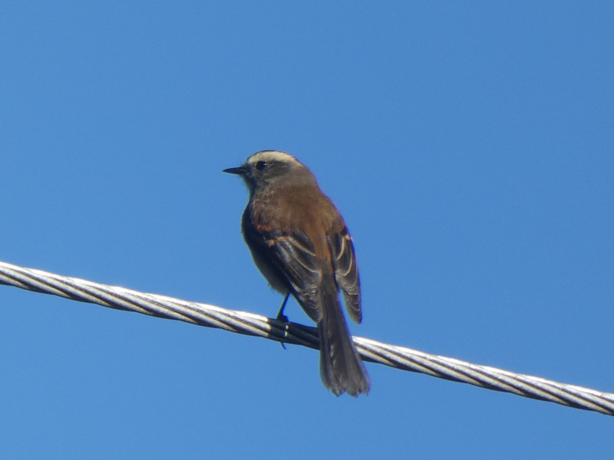 Brown-backed Chat-Tyrant - ML609955457
