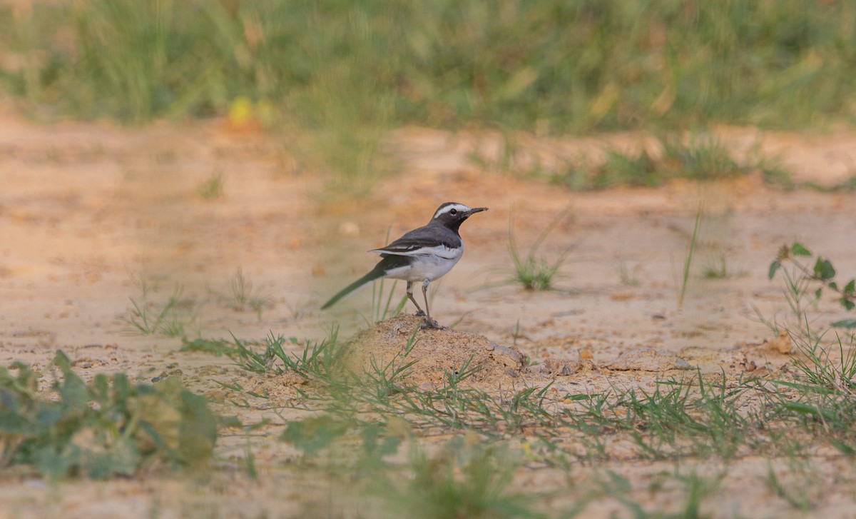 White-browed Wagtail - ML609955477