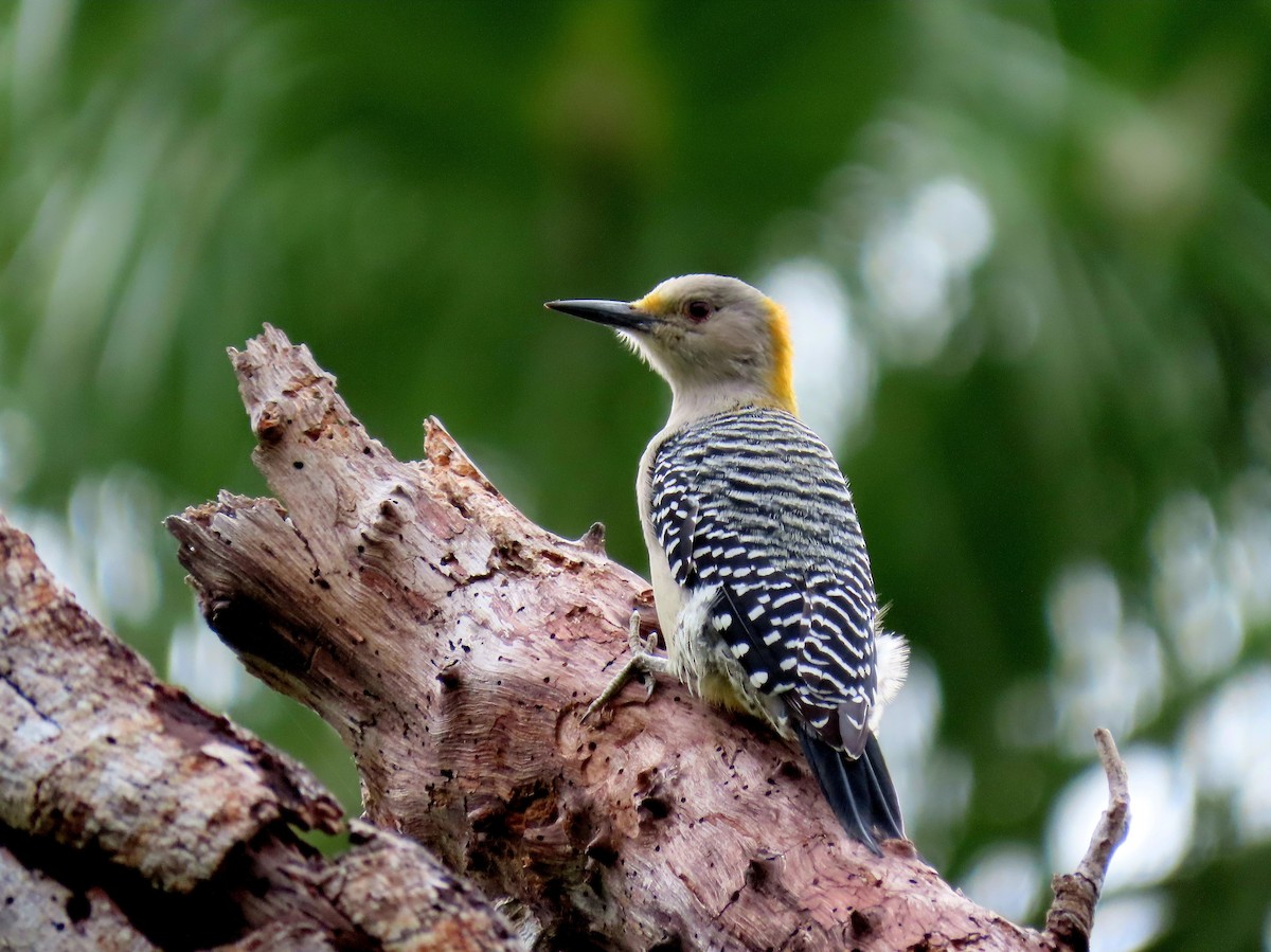 Golden-fronted Woodpecker - ML609955479
