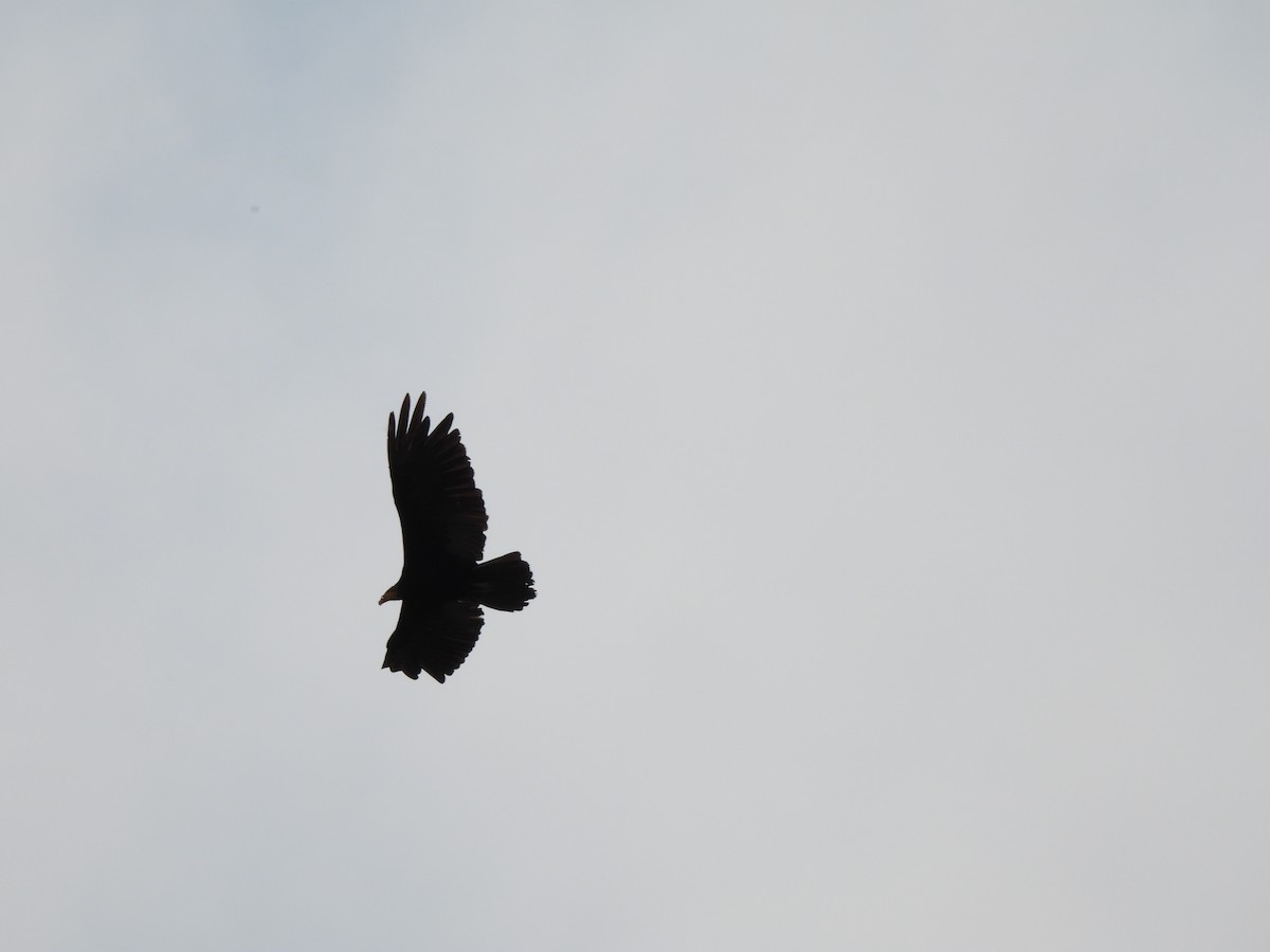 Greater Yellow-headed Vulture - ML609955592