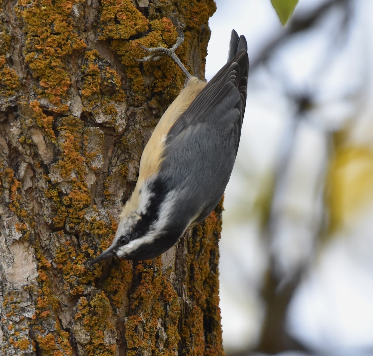 Red-breasted Nuthatch - ML609955651