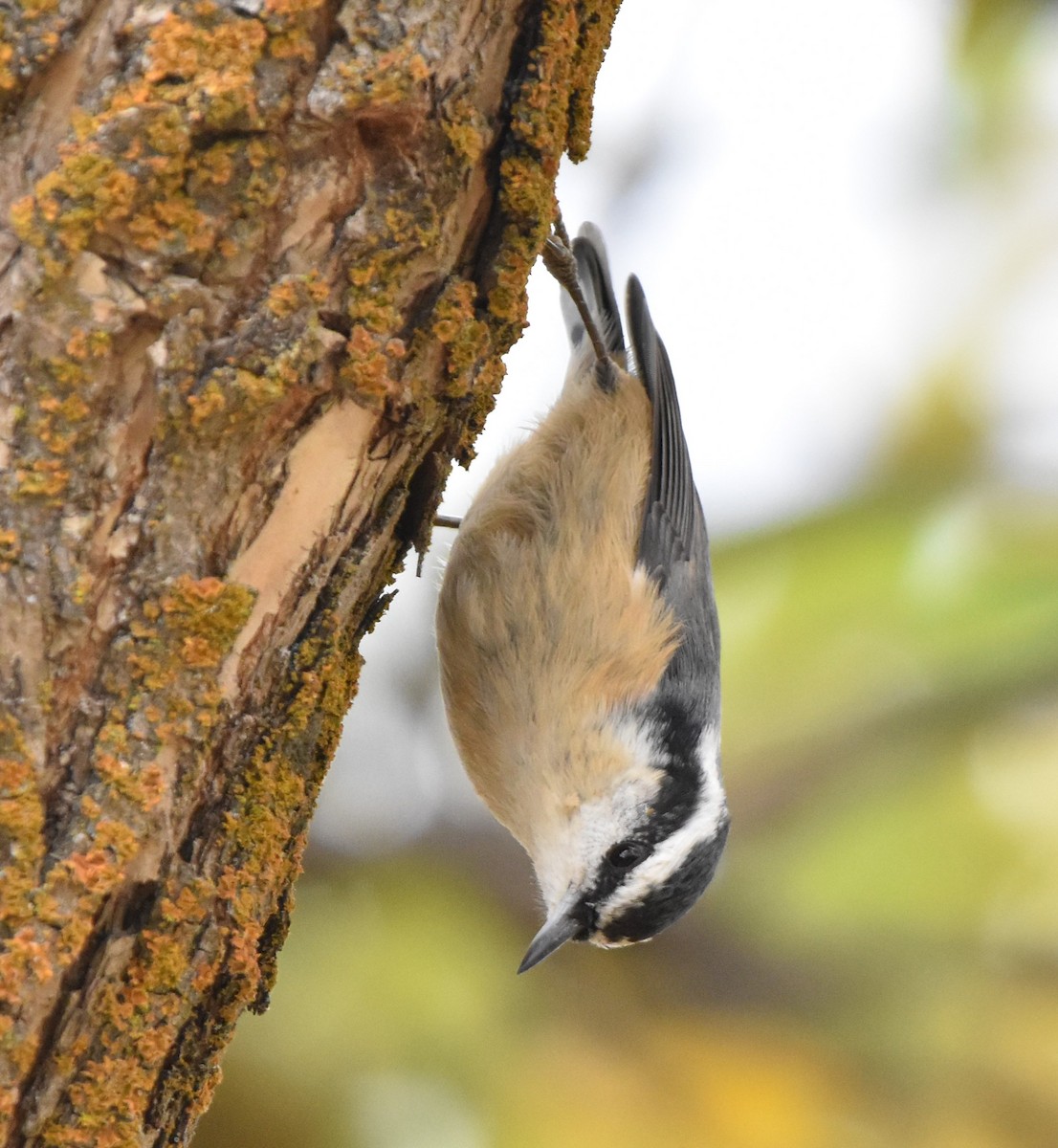Red-breasted Nuthatch - ML609955653
