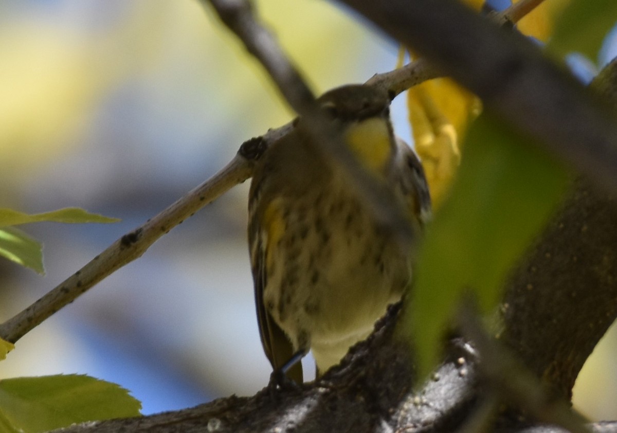 Yellow-rumped Warbler (Audubon's) - ML609955687