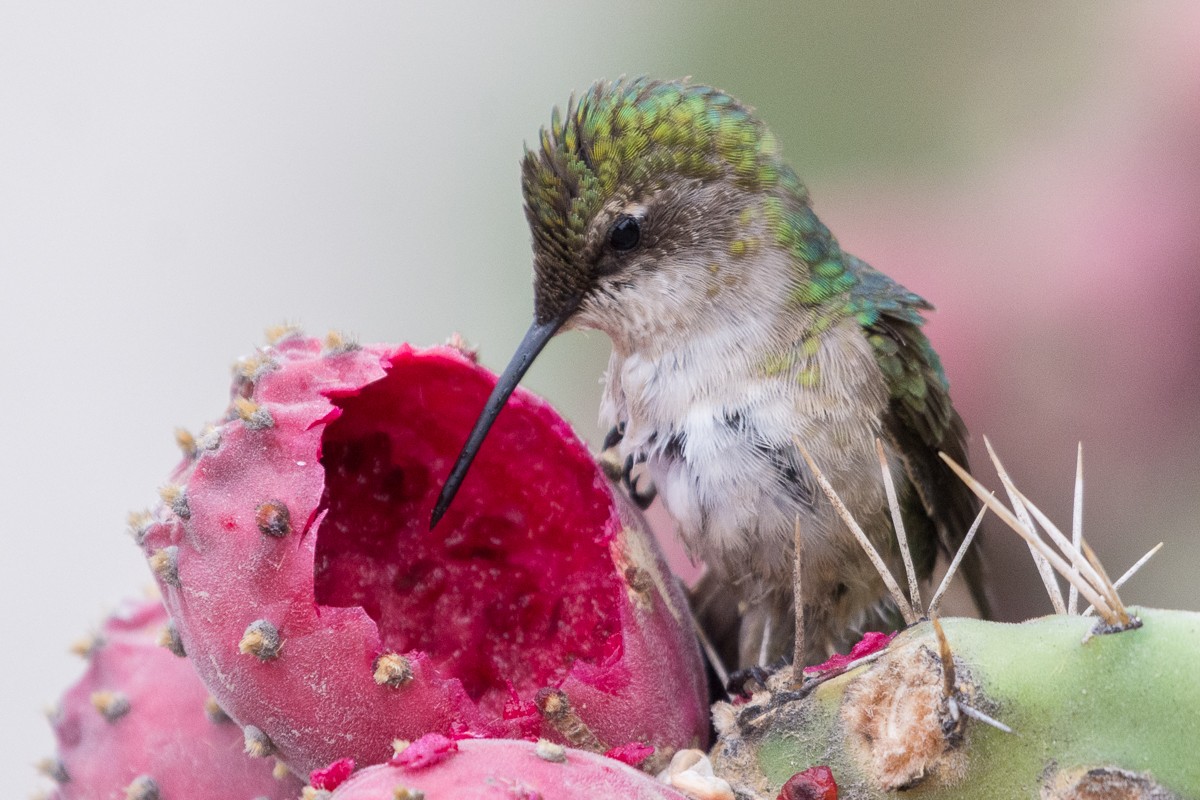 Ruby-throated Hummingbird - ML609955692