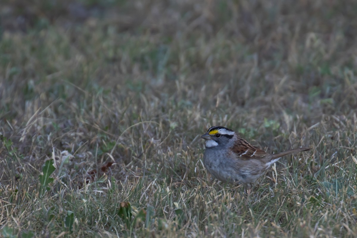 White-throated Sparrow - ML609956692