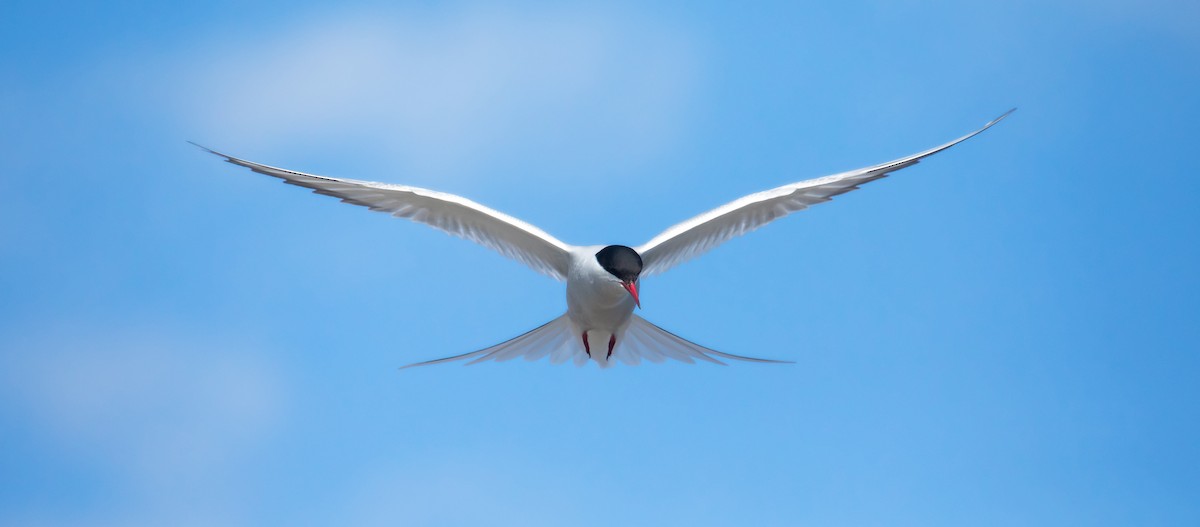 Arctic Tern - Michelle Schreder