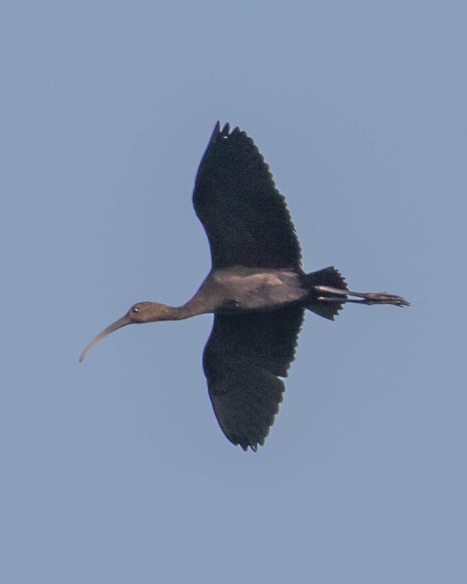 ibis americký - ML609956834