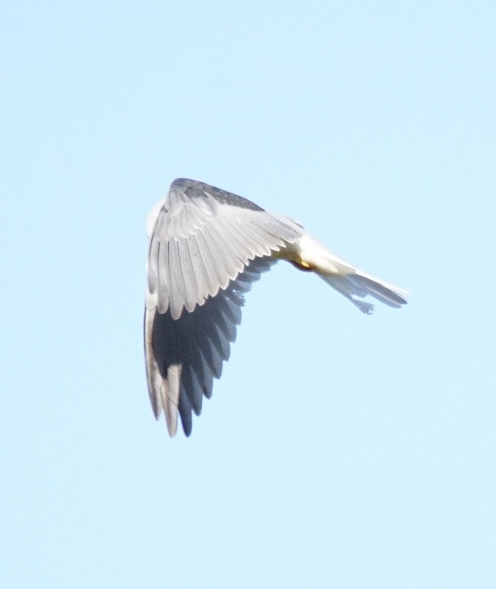 White-tailed Kite - ML609957098