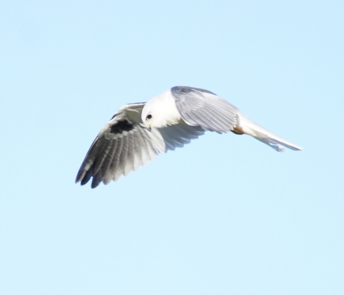White-tailed Kite - ML609957099
