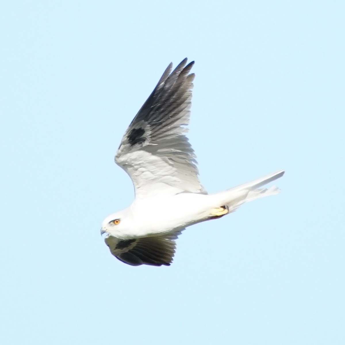 White-tailed Kite - ML609957100