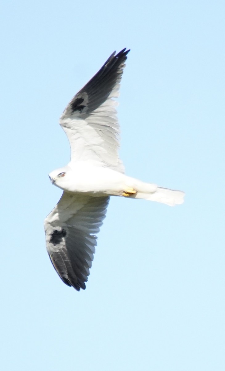 White-tailed Kite - ML609957101