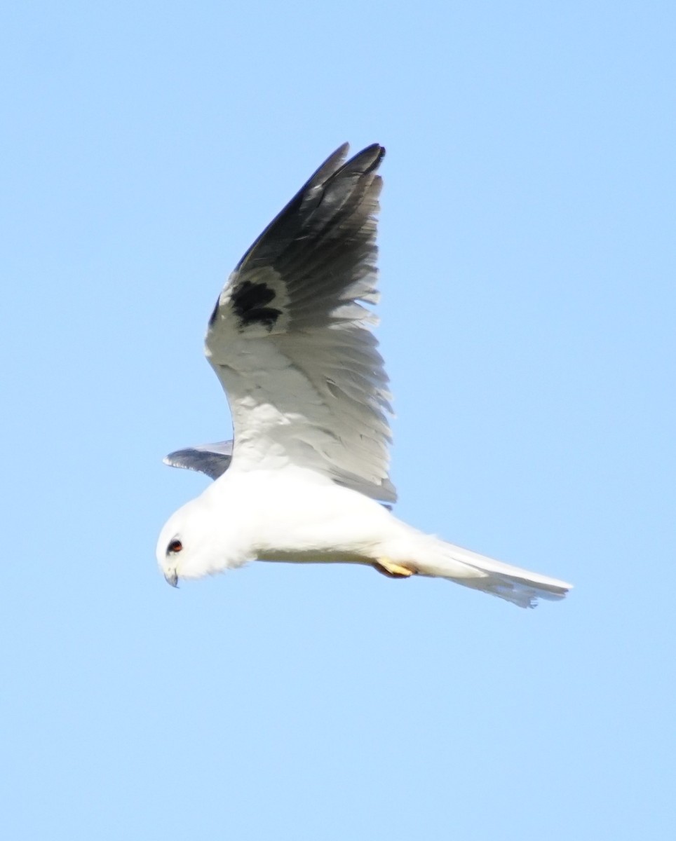 White-tailed Kite - ML609957103